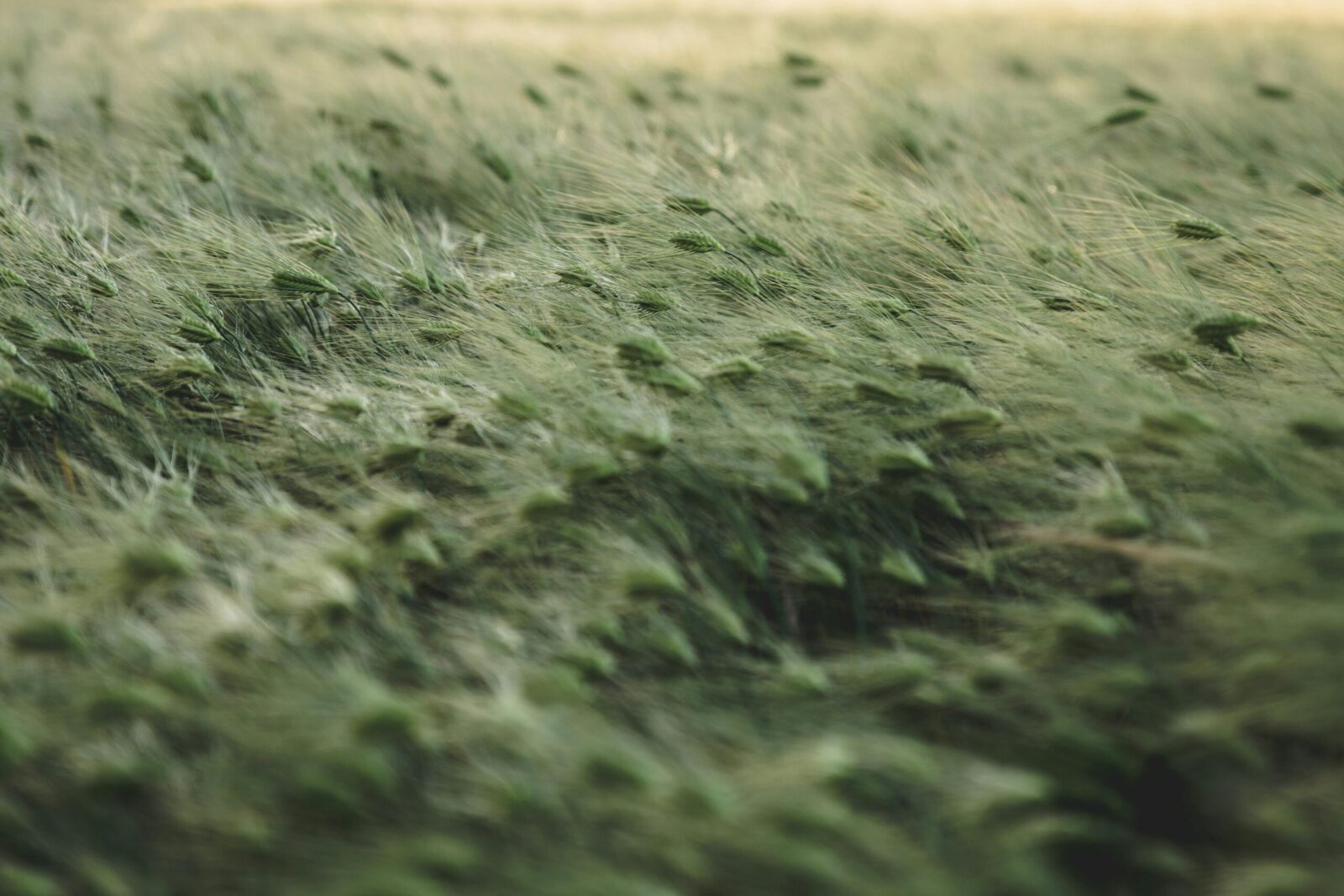 A tranquil scene of lush grass swaying gently in the breeze under daylight.