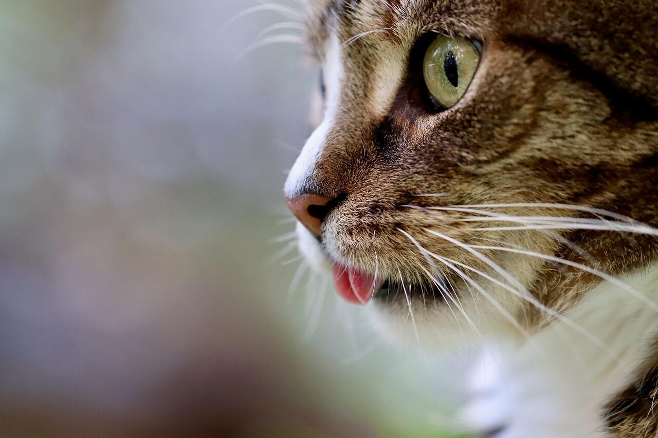 cat, nature, cat tongue, cat eyes, mackerel, domestic animal, tabby, gray tabby cat, pet, gray cat, domestic cat, portrait, cat portrait, cat profile, the world of animals, mammal, animal